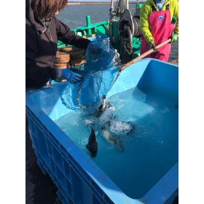 ふるさと納税 いすみ市 【いすみ市産】天然とらふぐ1尾盛り |  | 03