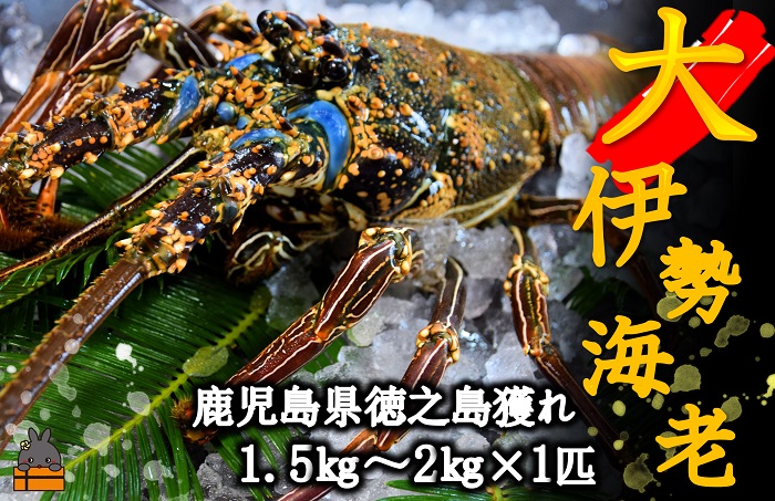 《地魚専門店 鮮魚 魚一さん直送便》～徳之島獲れ！“大”伊勢海老（1尾）