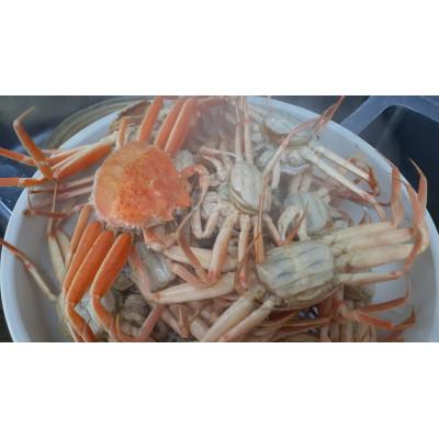 ふるさと納税 高浜町 福井県産　越前コッペガニ |  | 01