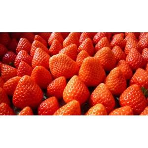 【2026年発送】長野県産  いちご 紅ほっぺ 2パック【約500g~600g】【配送不可地域:離島】【1603737】