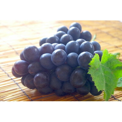 【ふるさと納税】【2026年発送】　信州中野産　産地直送　ナガノパープル　1房(約600～900g)【配送不可地域：離島】【1577382】