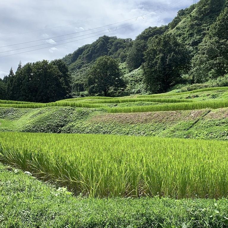 南魚沼塩沢コシヒカリ【西山の天水田米】精米10kg(5kg×2)