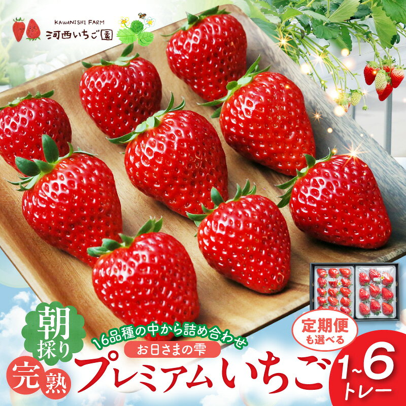 【ふるさと納税】【先行予約】 その日の朝に採れた いちご 選べる 内容量 お届け回数 お日さまの雫 詰め合わせ 完熟 朝採り フルーツ 果物 デザート お取り寄せ プレミアム ゆりかーご 贈答用 贈り物 滋賀県 守山市 送料無料