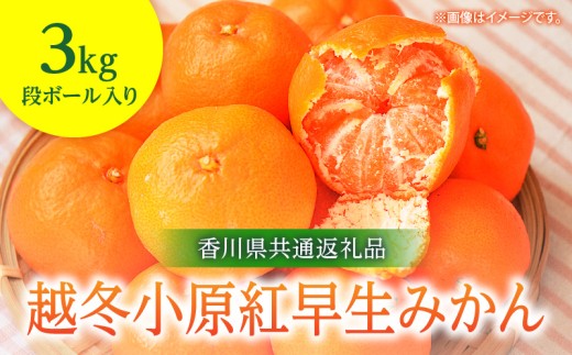 【先行予約】越冬小原紅早生みかん　3kg【香川県共通返礼品】|みかん フルーツ 果物 果実 越冬小原紅早生 デザート 贈答 贈り物 柑橘 柑橘系 グルメ 人気 おすすめ 旬 旬のみかん 季節 季節のみかん 柑橘果物 果汁 香川県 三木町 送料無料|_mk025-001