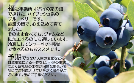【2026年6月下旬発送開始予定】 【数量限定】 採れたて ブルーベリー 約600g ＜ 福祉事業所 ポパイの家 ＞ ／ ブルーベリー 生ブルーベリー 冷蔵 新鮮 産地直送 旬 フルーツ 果実 果物 