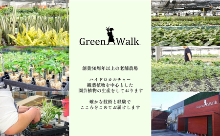 ハイドロカルチャー バルーン 陶器鉢 ゼオライト植え 3鉢セット 土無し インテリア 緑 グリーン 植物 簡単 初心者 かわいい 自然 おしゃれ 送料無料 Green Walk グリーンウォーク 愛知