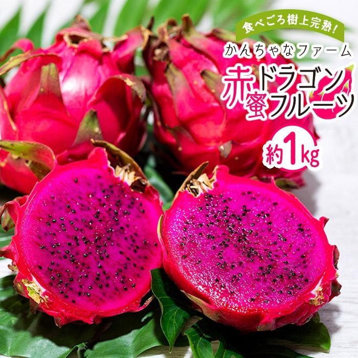 【ふるさと納税】奄美産 食べごろ樹上完熟『赤蜜ドラゴンフルーツ』約1kg（2〜4玉）【先行予約 7月〜10月発送】 | 果物 くだもの フルーツ お取り寄せ グルメ 人気 おすすめ 九州 奄美 奄美大島 鹿児島県 送料無料 先行受付