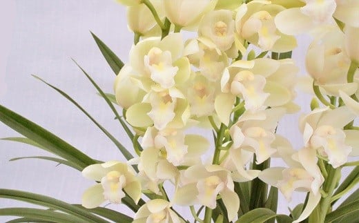 
            洋らん シンビジューム「アイスダンス」 （2本立）
          