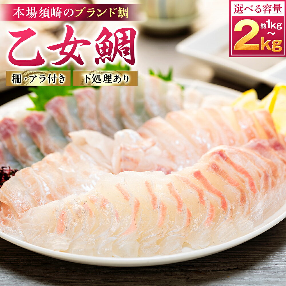 【ふるさと納税】 【 スピード配送 】 真鯛 刺身 用 柵 アラ付き 1～2尾 セット 本場須崎のブランド鯛 乙女鯛 産地直送 ( 新鮮 冷蔵 刺身 お刺し身 刺身 さしみ タイ 鯛 高級魚 鮮魚 海鮮 魚介 煮付け 鯛めし 鯛茶漬け 鯛しゃぶ アラ汁 皿 高知県 須崎市 ふるさと納税鯛 )