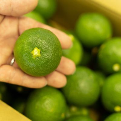 ふるさと納税 宇佐市 おもとの丘のかぼす 約4kg【111300201】【株式会社未来農林】 |  | 01