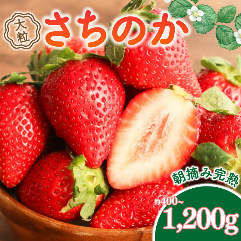 【ふるさと納税】 いちご 大粒 9～18粒 選べる 約400g~1200g 1～3箱 2026 年 2~3月 発送 さちのか 国産 イチゴ 苺 ストロベリー アフター保証 新鮮 朝摘み 旬 冷蔵 フルーツ 果物 くだもの デザート 産地直送 期間限定 送料無料 千葉県 旭市 向後いちご園