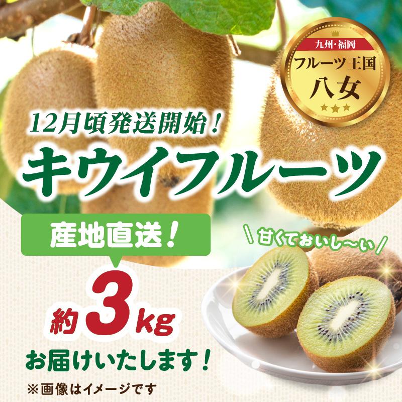 九州・福岡フルーツ王国八女 産地直送キウイフルーツ 約3.0kg【2025年12月発送開始】＜配送不可：北海道・沖縄・離島＞ フルーツ ヘイワード 産地直送 期間限定 福岡県 八女市