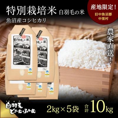 ふるさと納税 十日町市 令和6年産　農家直送!魚沼産こしひかり　特別栽培米「白羽毛の米」精米2kg×5袋