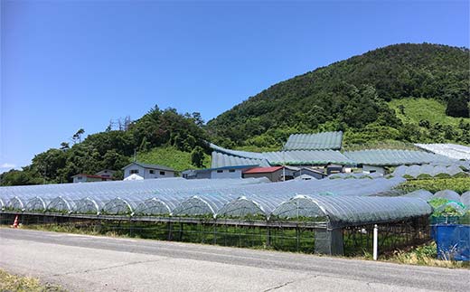 【令和7年産先行予約】 シャインマスカット 600g前後 (1房) 