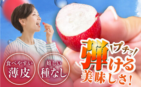 【2025年先行予約】【数量限定】【ご自宅用】期待の新品種！クイーンセブン 1房（約350g）簡易包装 訳あり 島根県雲南市/ギアファーム[AIAB008]