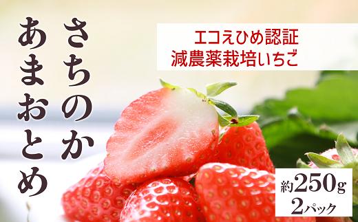 
            いちご さちのか・あまおとめ食べ比べセット 数量限定 農園直送 愛媛 人気 伊予市 くぼなか農園 ｜B14
          