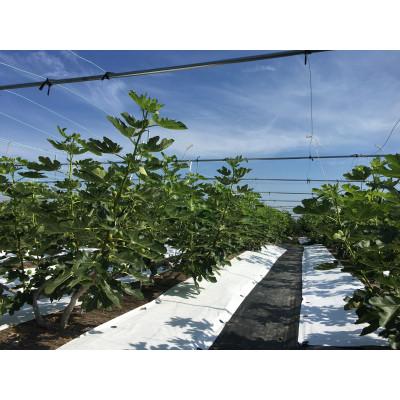 ふるさと納税 城陽市 【2026年8月から10月発送先行予約】京都城陽 森秀吉農園の朝採り完熟いちじく |  | 03