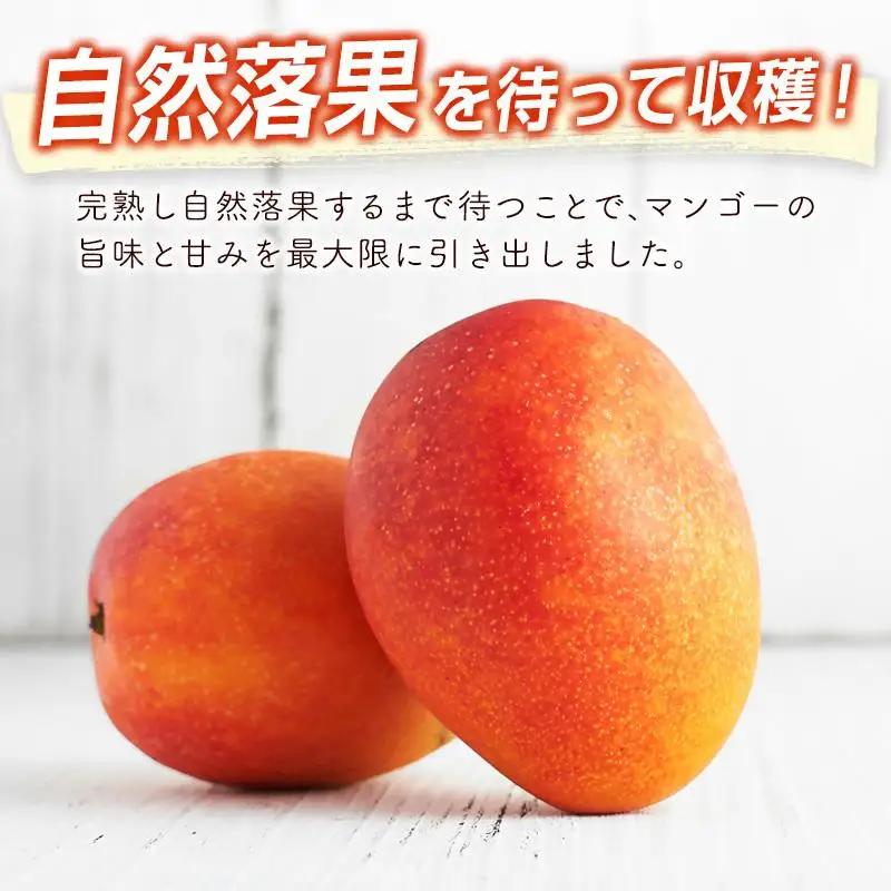 【先行予約】西都市産完熟マンゴー2L×2個　計700g以上 2026年発送＜18-5a＞