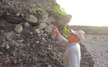 0C2-127 明日楽茶300g（お茶パック付）　2個セット