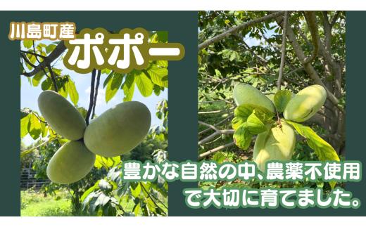 【冷凍ポポー】【農薬不使用】ポポーまるごと　1.5キロ以上（9月上旬頃から発送開始のお品です）