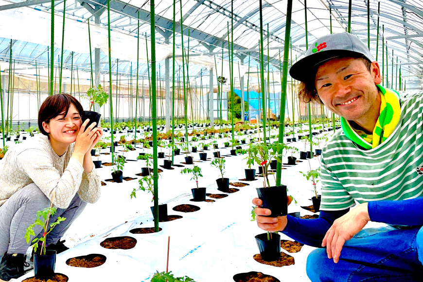 トマト ミニトマト ミニトマト エコスイート 1.5kg [そのぎ茶深緑の里 長崎県 東彼杵町 hs42bag570002] トマト ミニトマト エコスイート 甘い