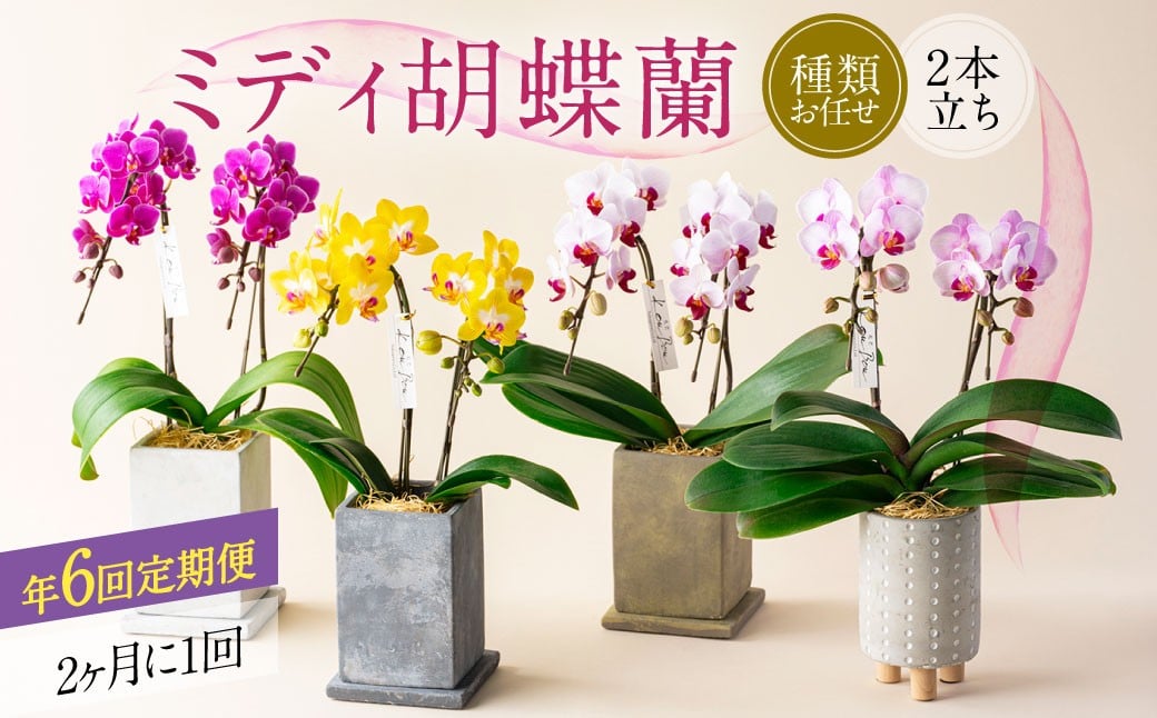 
            【年6回定期便】ミディ胡蝶蘭 KouBou 4種  ミディ胡蝶蘭 華あかり 2種 2本立ち  花 お花 植物 蘭 洋蘭 ラン インテリア  アレンジ アレンジメント 鑑賞 観賞用 贈答用
          