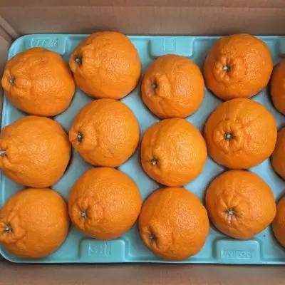 和歌山県産不知火約5kg（12玉～20玉おまかせ） ※2027年2月下旬～2027年3月下旬頃に順次発送予定（日付指定不可）【tec955】