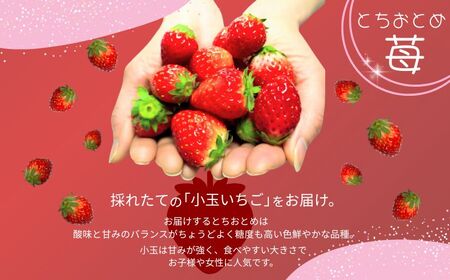 先行予約 いちご とちおとめ 約250g×8パック 計2㎏ 小玉 いちご