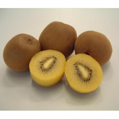 ふるさと納税 東かがわ市 さぬきゴールドキウイ　約1.3kg化粧箱入り |  | 01