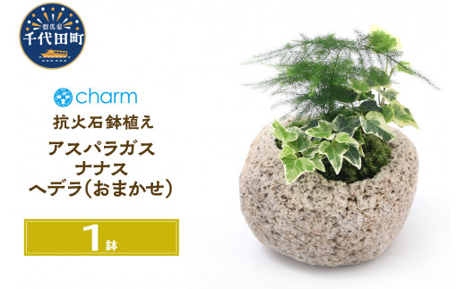 
観葉植物 苔盆栽 アスパラガス・ナナス＆ヘデラ おまかせ 抗火石鉢植え Ｍサイズ（１鉢）苔 北海道冬季発送不可 群馬県 千代田町 インテリア ナチュラル 自然 プレゼント ギフト 贈答用 送料無料 趣味 風水 緑 人気 オススメ 初心者 玄関 自家栽培 株式会社チャーム
