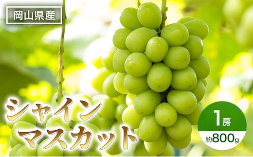 
										
										ぶどう シャインマスカット 1房 箱 約800g 岡山県産 葡萄 フルーツ 果物 2024年 先行予約
									