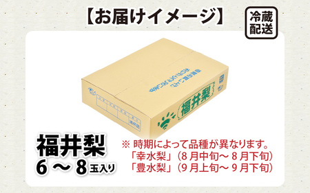 【先行予約】「福井梨」6～8玉 シャキっとした食感♪ あふれ出す果汁！【豊水梨】【2024年9月上旬～9月下旬発送予定】【梨 なし ナシ フルーツ 甘い みずみずしい 果実 果物 新鮮 お土産 贈り物