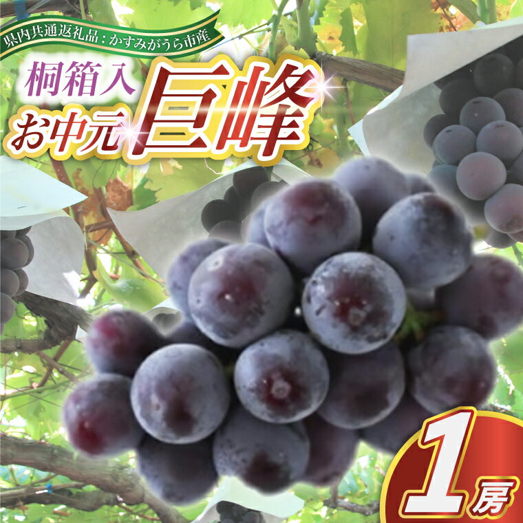 【ふるさと納税】【2025年8月より順次発送予定】お中元　巨峰　桐箱入り1房(県内共通返礼品:かすみがうら市産)【配送不可地域：離島・沖縄県】 (BR111)