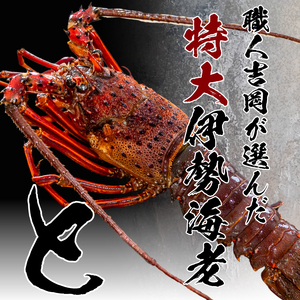 【 からすみ 】 からすみと伊勢海老2匹