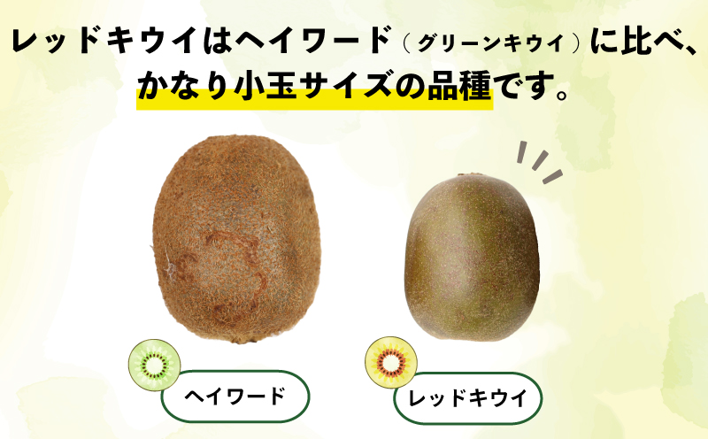 レッドキウイ (紅妃) 2kg 先行予約 果物 Shirai.agrifarm キウイ キウイフルーツ 甘い 高級 希少 果物 フルーツ 農家直送 産地直送 数量限定 国産 愛媛 宇和島 F012-1