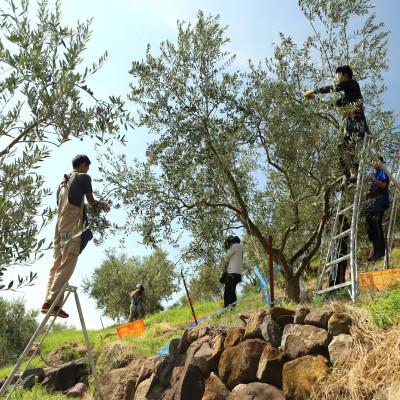 ふるさと納税 小豆島町 先行予約【井上誠耕園】2025年度産　小豆島産手摘み緑果オリーブオイル 135g×5本 |  | 02