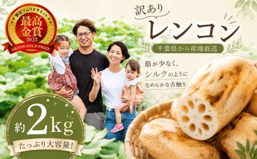 訳あり レンコン 2kg 最高金賞 受賞 蓮根 れんこん 金賞 受賞歴 金賞受賞 野菜ソムリエサミットサミット 野菜 根菜 やさい 金澄20号 松原レンコンファーム 千葉県 香取市 MTB001