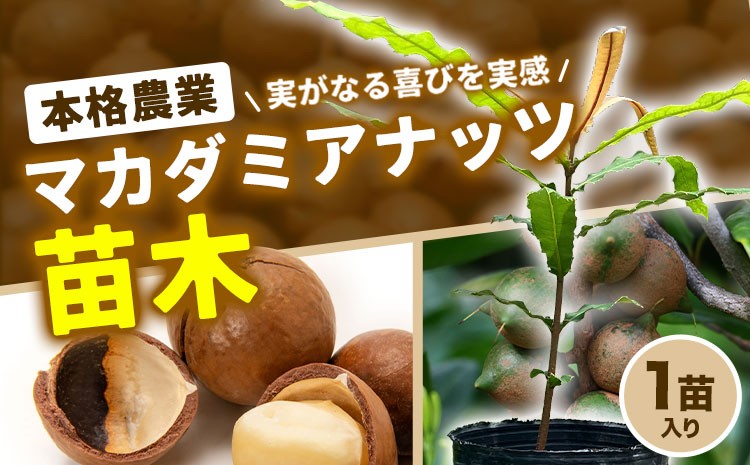 
                  マカデミアナッツ苗 1苗入り《30日以内に出荷予定(土日祝除く)》熊本県 津奈木町 南興ファーム 苗木 カデミアナッツ マカダミアナッツ スイーツ クッキー サラダ 農業 産地直送 送料無料
                