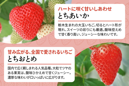 [2026年1月上旬より順次発送] 4種類の「完熟いちご」 食べ比べ！ Cセット 160g×4パック 日光の自然が育むいちご｜先行予約 期間限定 イチゴ 苺 フルーツ とちおとめ とちあいか スカイベ