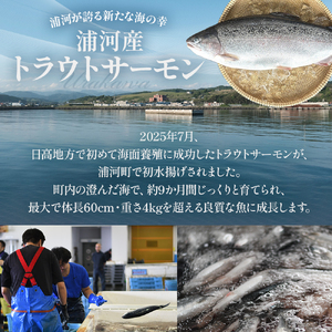 北海道浦河町産『トラウトサーモン』の刺身(腹身)200g×2P[02-1513]
