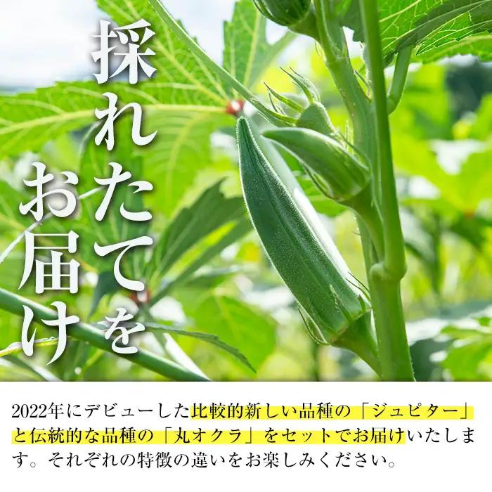 いずみ産 オクラ 2種 食べ比べ 600g 【イーサイドライン】 i1217-A