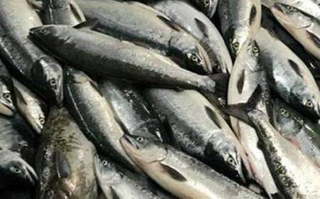 甘塩紅鮭１尾　特特サイズ　【04203-0029】