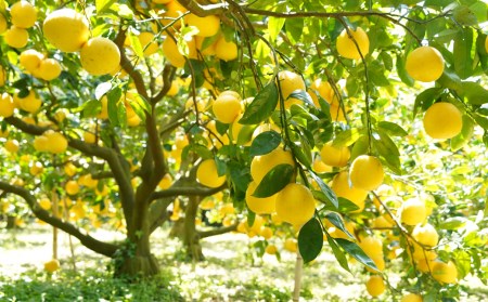 数量限定 先行予約 贈答用 河内晩柑 8kg （ 2L サイズ ） みかん 蜜柑 かわちばんかん 愛南ゴールド 果物 フルーツ 柑橘 ゼリー ジュース ギフト 贈答 プレゼント 贈り物 ビタミン 健康