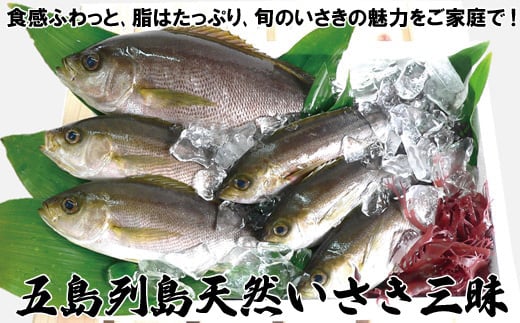 
A195p 五島列島天然いさき三昧
