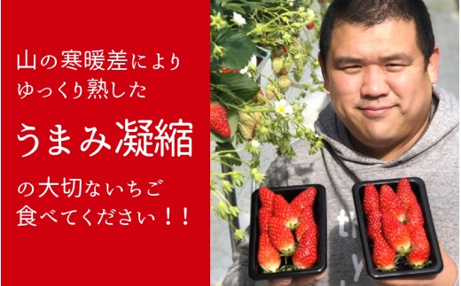 冷凍 いちご農園のブランド苺 1kg 500gx2袋｜ あきひめ 冷凍いちご 冷凍フルーツ 果物 青果 フルーツ デザート スイーツ 苺 いちご イチゴ 糖度 ギフト 贈り物 ブランド 国産 福井県 甘い 級品 小分け スムージ アレンジ  ストロベリー フローズン ジャム 果物  デザート おやつ アイス シャーベット ベリー 甘い 完熟 オススメ おすすめ産地直送 くだもの