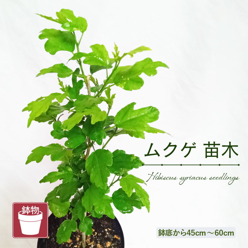 【ふるさと納税】【先行予約】ムクゲ苗木 (鉢物) 鉢底から45cm～60cm 【2025年10月上旬以降順次発送予定】【 むくげ お花 花 はな フラワー 苗 植物 家庭菜園 花壇 プランター ガーデニング観葉植物 園芸 鉢物 】