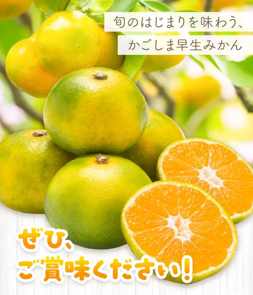 かごしま早生みかん M 5kg 田野農園《10月中旬-1月中旬頃出荷》鹿児島県 さつま町