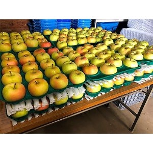 「とき」約10kg・糖度14度以上保証・訳あり家庭用りんご【配送不可地域：離島・沖縄県】【1074180】
