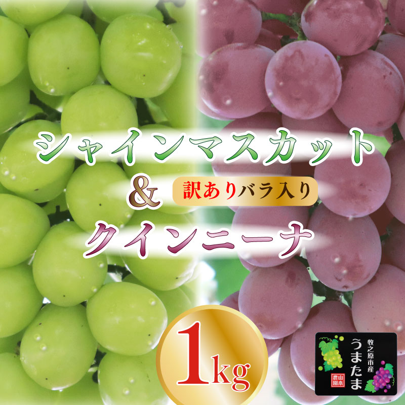 【ふるさと納税】 訳あり バラ入り クイーンニーナ シャインマスカット 1kg ぶどう ブドウ 葡萄 フルーツ 果物 くだもの 産地直送 農家直送 国産 おすすめ 美味しい おやつ デザート 果実 家庭用 贈り物 ギフト 新鮮 種なし 甘い 皮ごと 採れたて 山本農園 静岡県 牧之原市