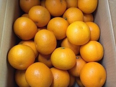 【2027年先行予約】和歌山県産 有田の八朔 (はっさく) 約10kg 【Mサイズ】まごころ手選別 _ZE6074n